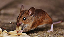 general-pest-control Experts in Bay St Louis